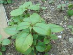 plantes inconnues 002.JPG