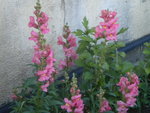 DSCN6901.JPG