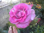 DSCN6904.JPG