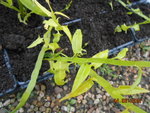 DSCN3019.JPG