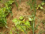 courgette oigon 3 juin 16.jpg