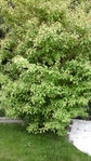 arbre2.jpg