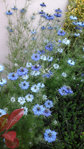 fleursbleues.jpg