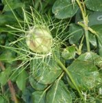 Frutto  Nigella damascena.jpg