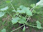 Les plants de courgettes.Je les ai semé en pots Ø10.5cm il y a 1 mois environ.