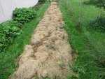 La planche à courgettes.<br />L'engrais vert a été fauché courant mars si je me souviens bien.J'y ai ensuite régulièrement déposé du foin et des tontes de gazon afin d'éviter les repousses dû à l'hiver doux.