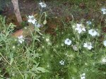 Nigella damascena.JPG