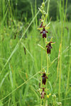 Orchis mouche (1 sur 1).jpg