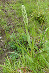 Orchis bouc (1 sur 1).jpg