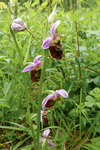 Ophrys bourdon (1 sur 1).jpg