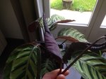 IMG_5756.jpeg