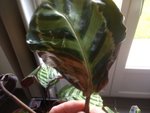 IMG_5757 2.jpeg