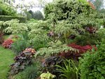cornus.JPG