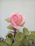 une rose à peine ouverte