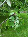 IMG_20160605_140947.jpg