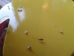 20160605_205433.jpg