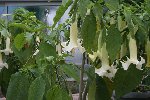 Datura blanc.jpg