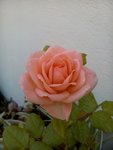 Rose rose redim.jpg
