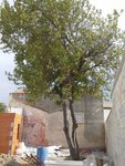 Arbre1-480x640.jpg