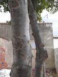Arbre3-600x800.jpg