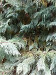 IMG_4522.jpg