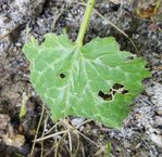 courgette3.jpg