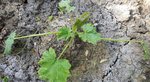 courgette4.jpg