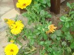 juin2016 016 (Copier).JPG