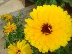juin2016 017 (Copier).JPG