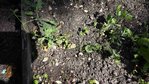 petit pois.jpg