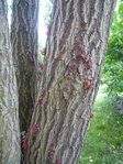P1090008 - Copie.JPG