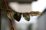 IMG_0976.JPG