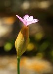 Dianthus bizarre 71.JPG
