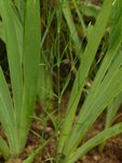 Dianthus bizarre 75.JPG