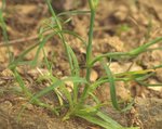 dianthus bizarre 76.JPG