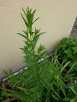 20160611_175714.jpeg
