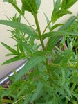 20160611_175743.jpeg