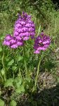 orchis pyr red.jpg