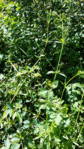 20160611_135455.gif