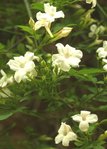 Jasminum officinale 36.JPG