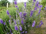 2 - Violette claire ou bleu foncé mais aussi rose ... partout dans le potager..jpg