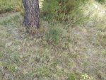 20160611_125436 [640x480].jpg