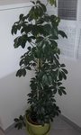 plante.jpg