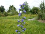 10 - La vipérine sur fonds de lotier corniculé..jpg