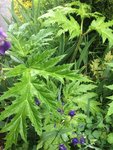 plante grandes feuilles.jpg