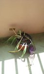 ET VOICI MON CHLOROPHYTUM IL Y A 3 SEMAINES....
