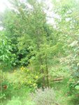 15juin2016 001 (1536 x 1152) (Copier) (384 x 512).jpg