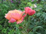 2016-06-15 Amber  Queen XX.jpg