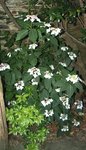 Hydrangea X 79.JPG