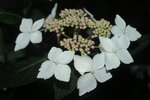 Hydrangea X 80.JPG